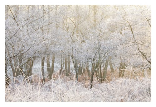 December Forest VIII by David Baker