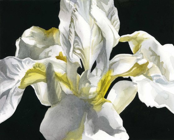 Japanese white iris watercolor