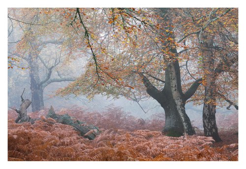 November Forest IV by David Baker