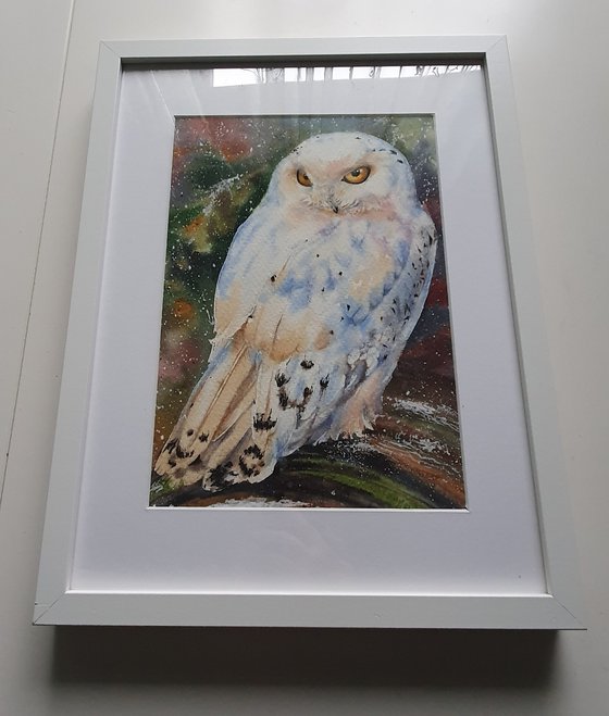 White owl (First snow in the old forest)