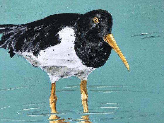 Oystercatchers Feeding