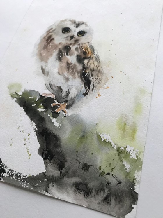 Owl on a branch - 20 x 29 cm