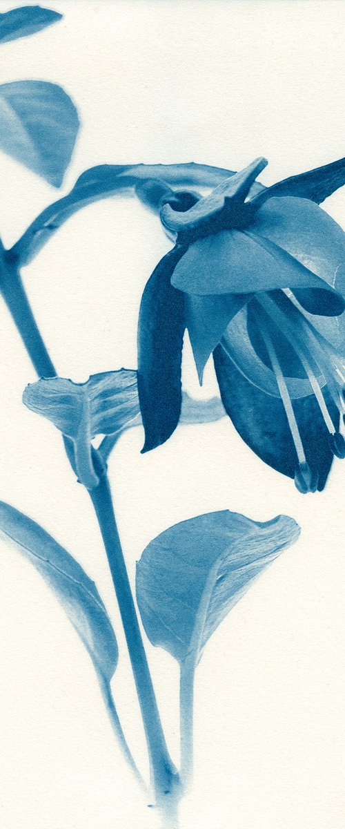 Fuschia flower - Cyanotype by Jacek Gonsalves