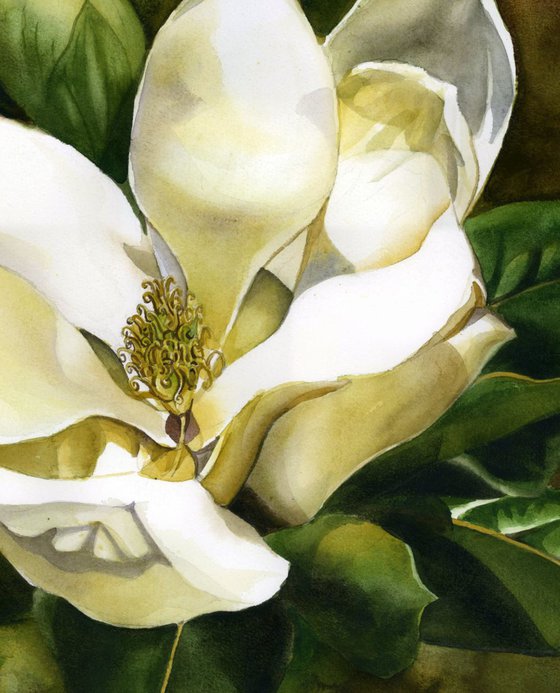 scent of the magnolia