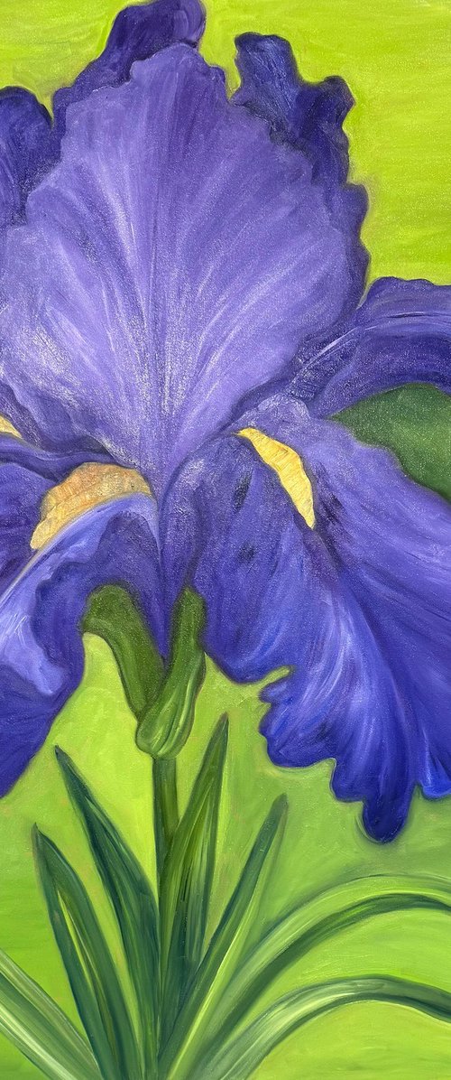Purple Iris by Laurel Macdonald