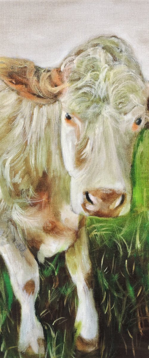Cow oil on linen canvas by Gordon Bruce