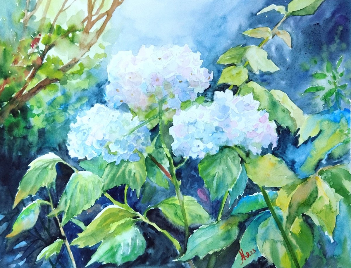 White Hydrangeas flowers by Ann Krasikova