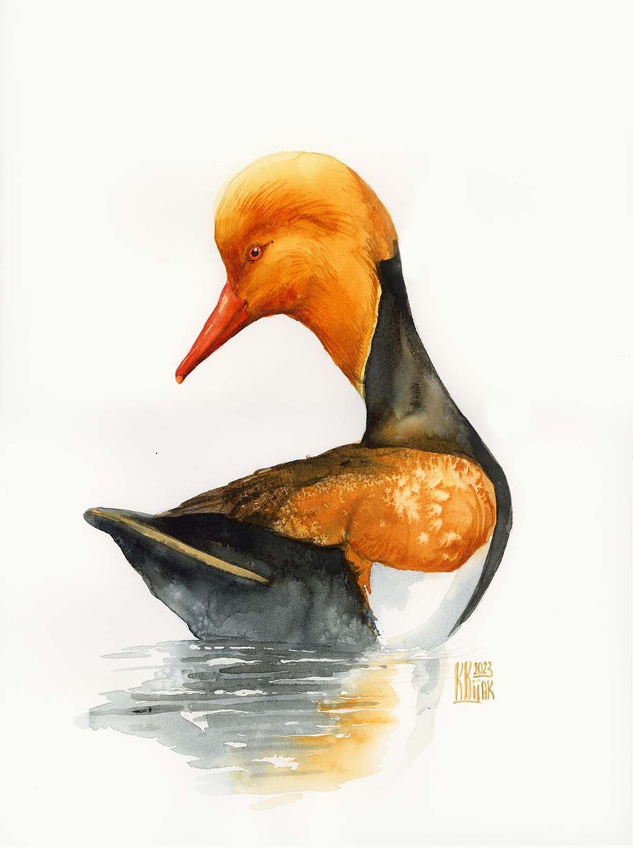 Red-crested pochard by Karolina Kijak