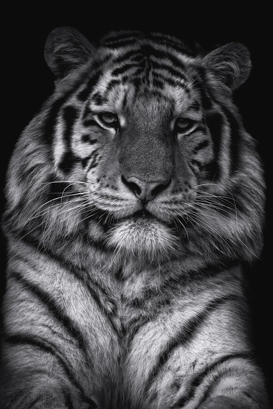 Siberian Tiger Portrait