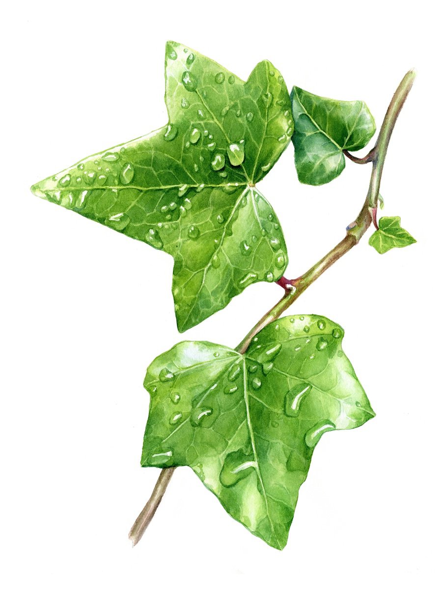 Photorealistic Botanical Watercolour By Svitlana Lagutina, 12 X 16", Green Ivy Leaves With Dew Drops., Original Artwork