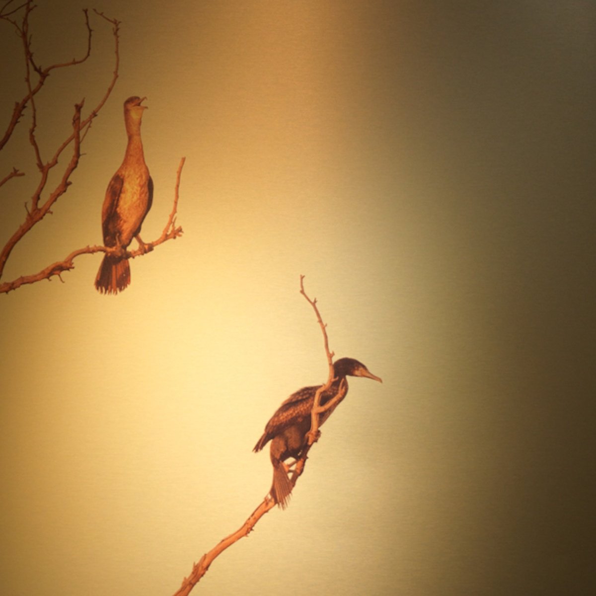 Photorealistic Landscape Photograph By Katha Wood, 48 X 48", Hanging On Ii Gold Rf, Original Artwork