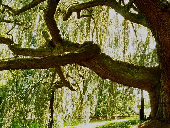 Weeping Blue Atlas Cedar