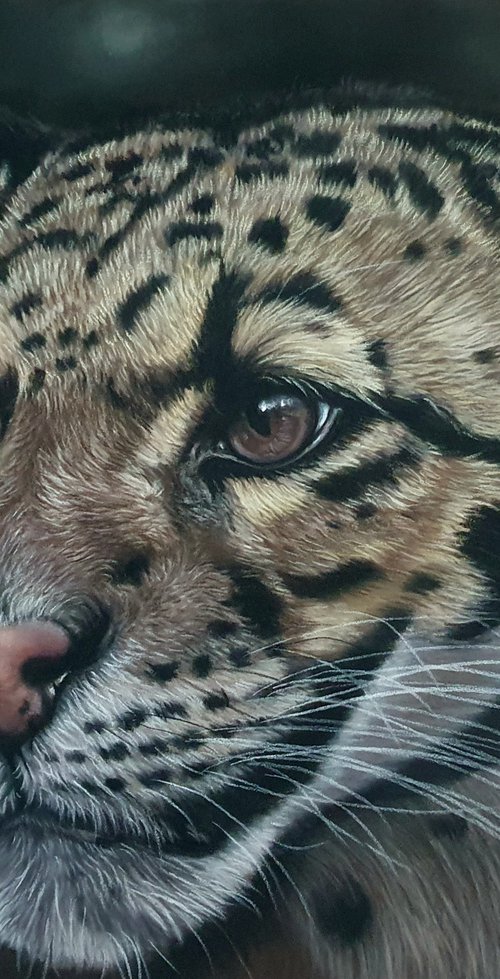 Endangered beauty by Silvia Frei