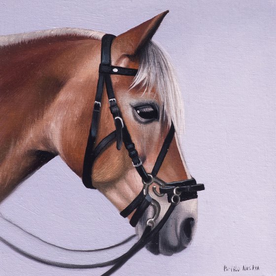 Horse Portrait 51