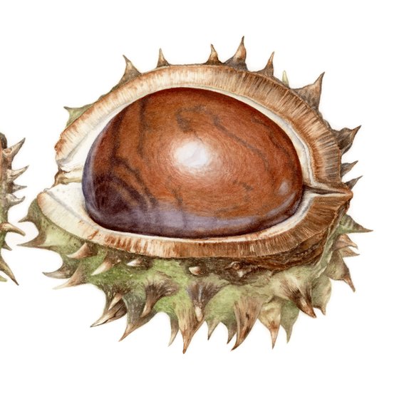 Horse Chestnuts