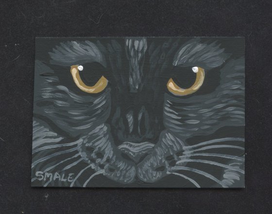 Bombay Black Cat