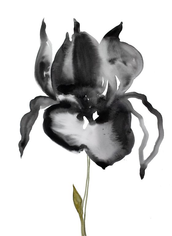 Iris No. 55