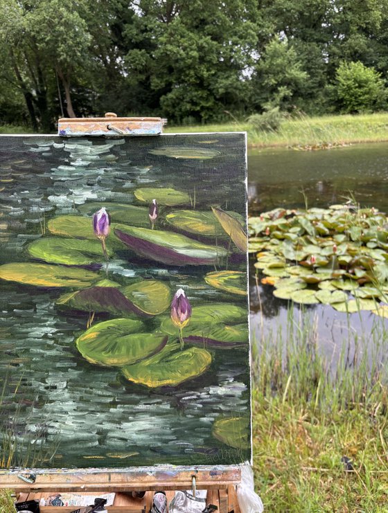 Water Lily Buds