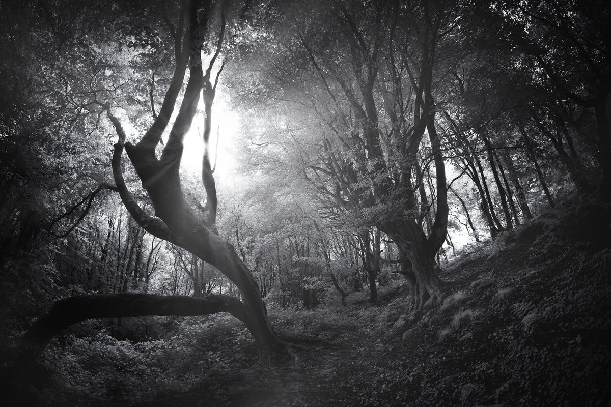 Infrared Sunburst by Paul Nash