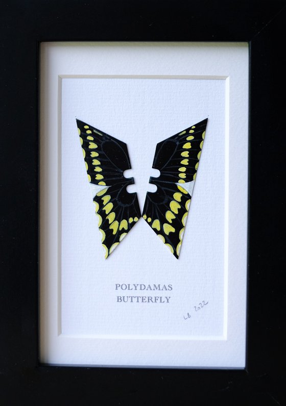 Polydamas butterfly