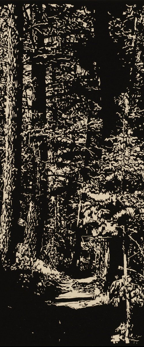 MULE TRAIL by David Conn