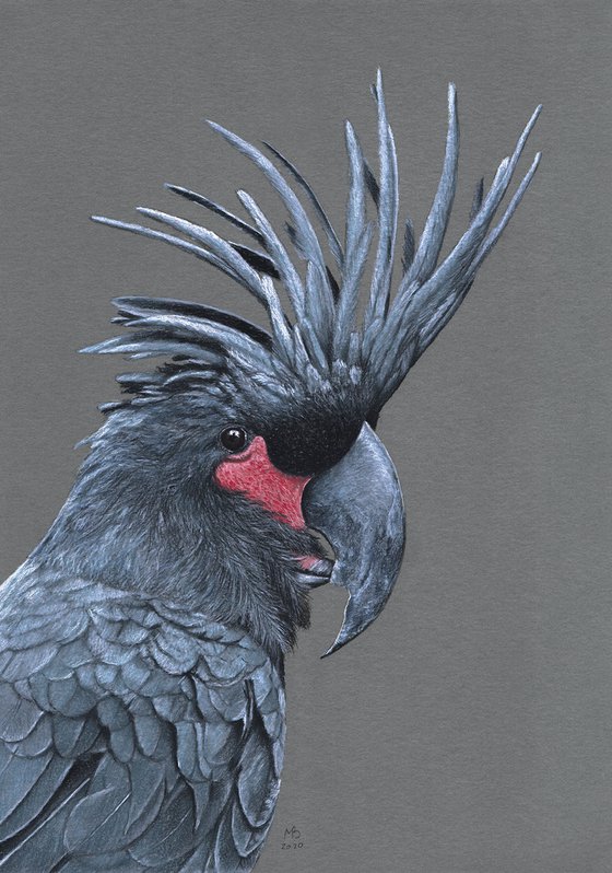 Original pastel drawing bird "Palm Cockatoo"