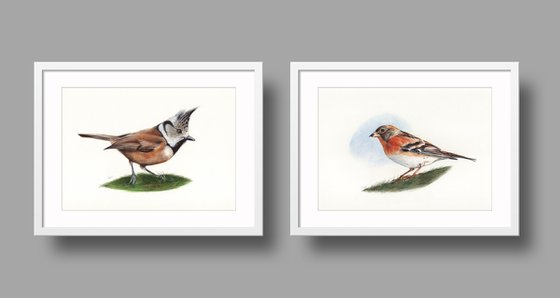 Birds Collection IX