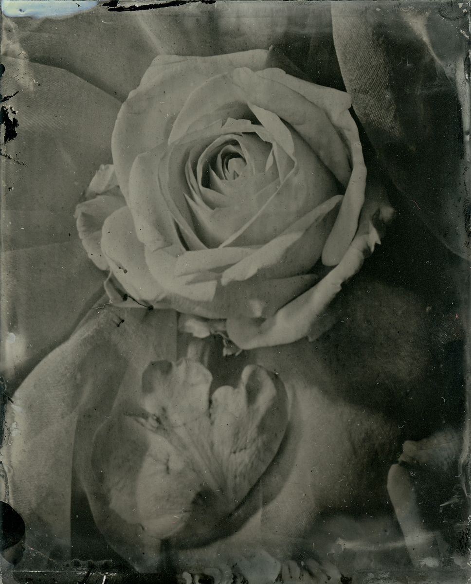 The Rose Garden of secret by Nicolas Laborie