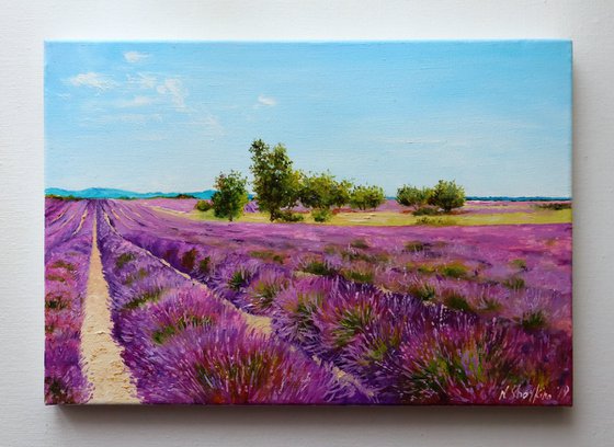 Lavender Field Morning Light