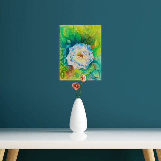 White rose with background