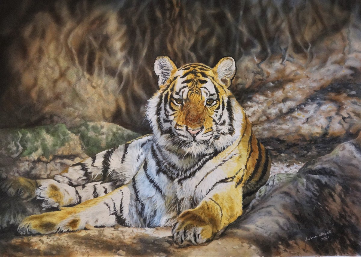 Royal Bengal Tiger by Julian Wheat