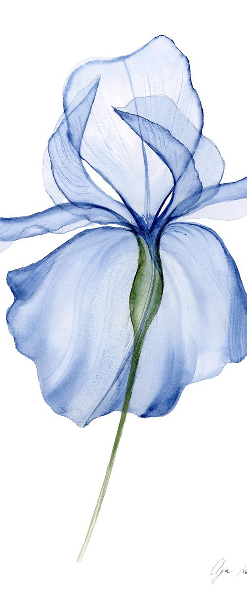 Transparent Blue Iris by Olga Koelsch