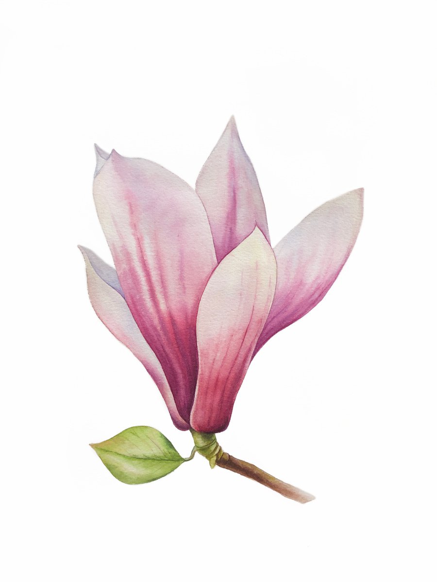 Magnolia blossom. Original watercolor artwork. by Nataliia Kupchyk