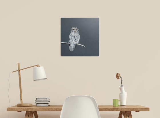 Tawny Owl At Night