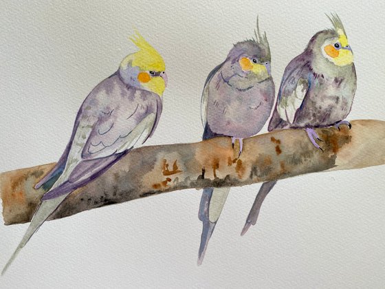 Cockatiel party