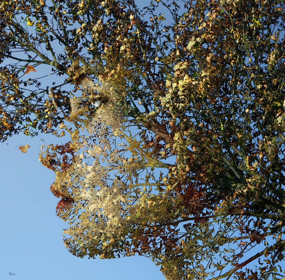Illustrative Photograph , Autumn Is Here By Bojan Jevtic, 44 X 43, Artwork For Sale On Artfinder