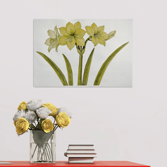 Yellow Amaryllis