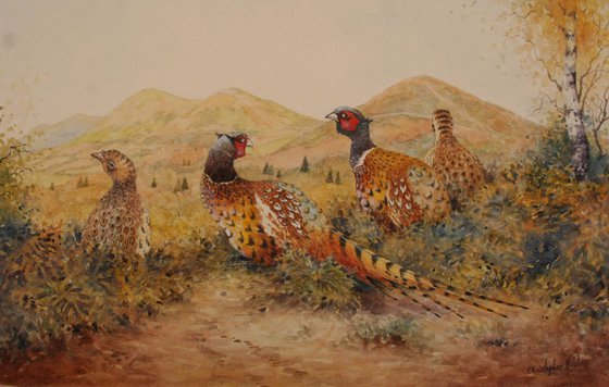 Malvern Pheasants