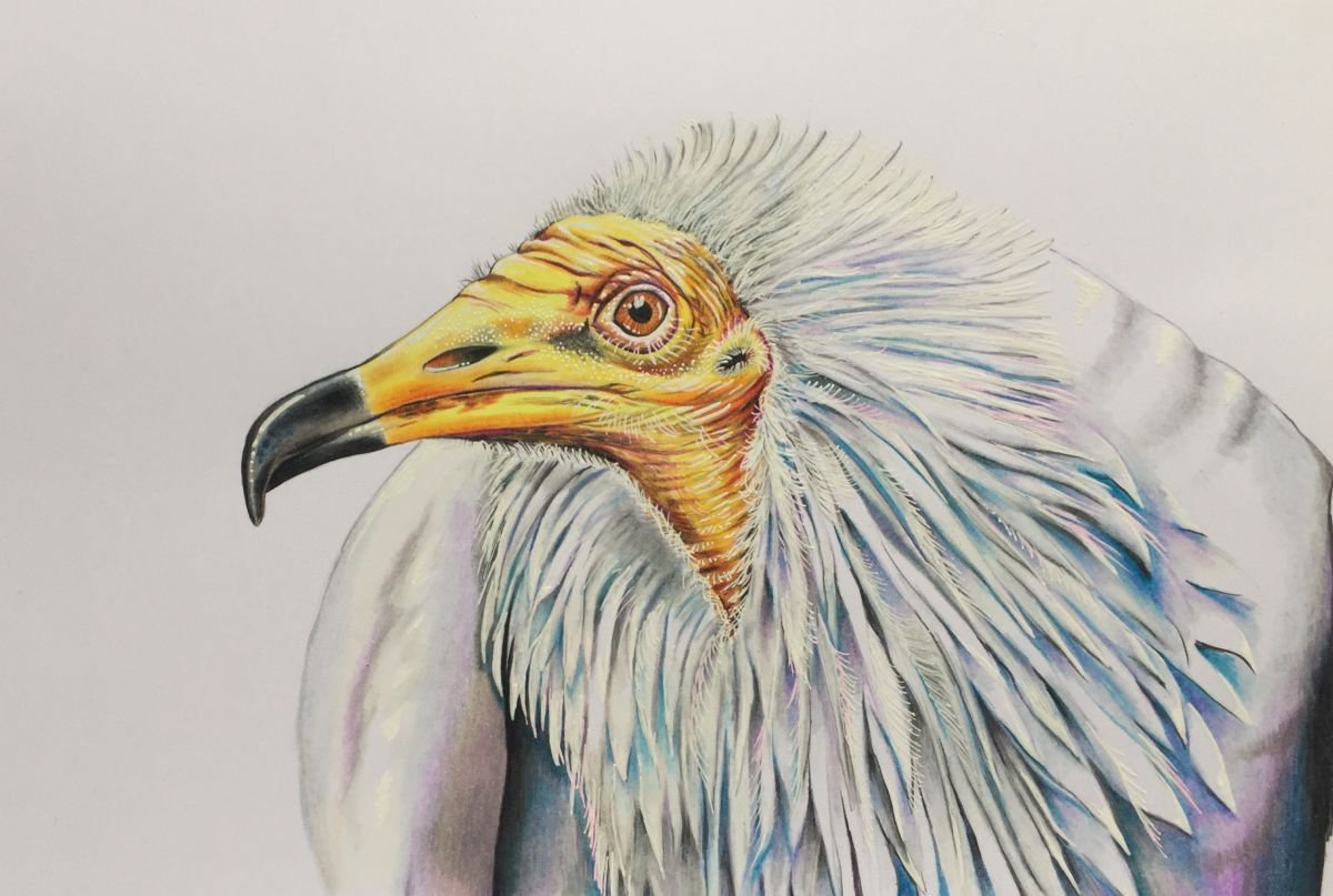 Pencil Drawing , 