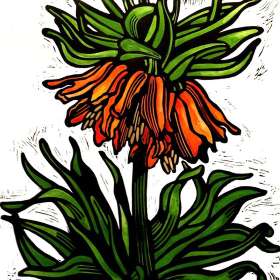 Crown Imperial Fritillaria