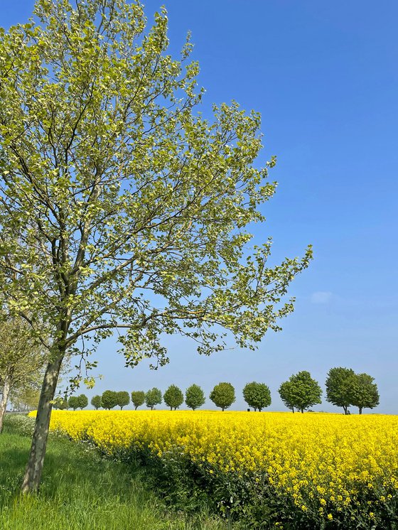 Le Vexin au printemps 2