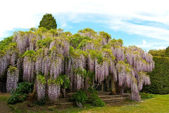 Wisteria Pergola 2