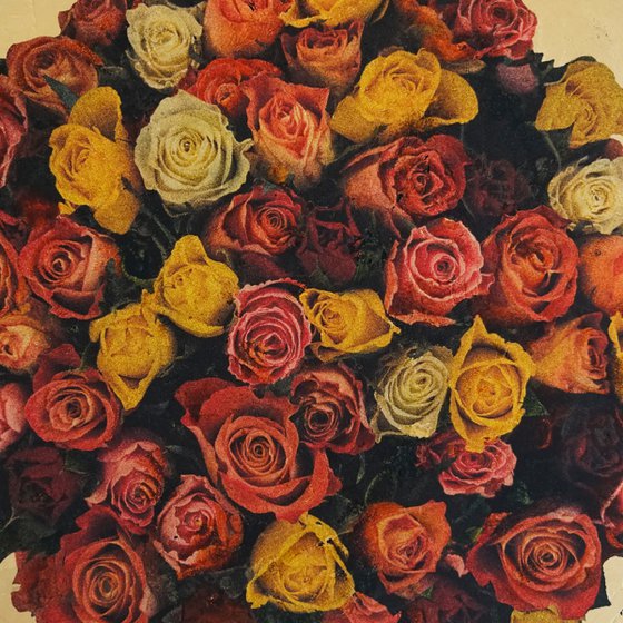 Rosa anulus 1