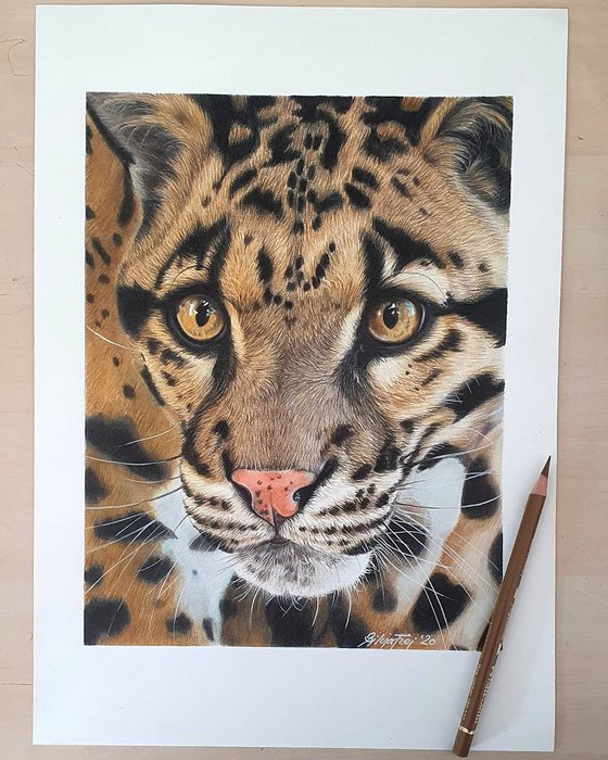 "On silent feet" Clouded Leopard portrait - Original Colored Pencil drawing