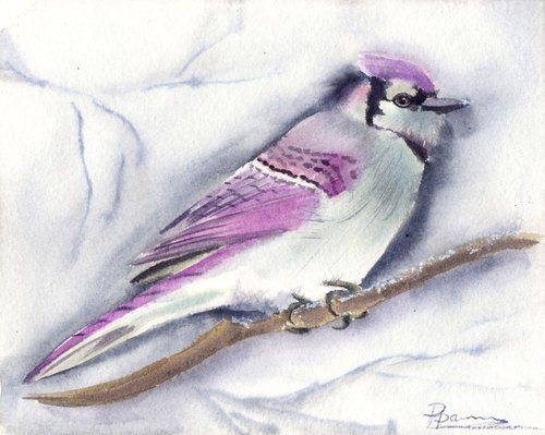 Pink Blue Jay Bird ORIGINAL Watercolor Painting by Olga Shefranov (Tchefranov)