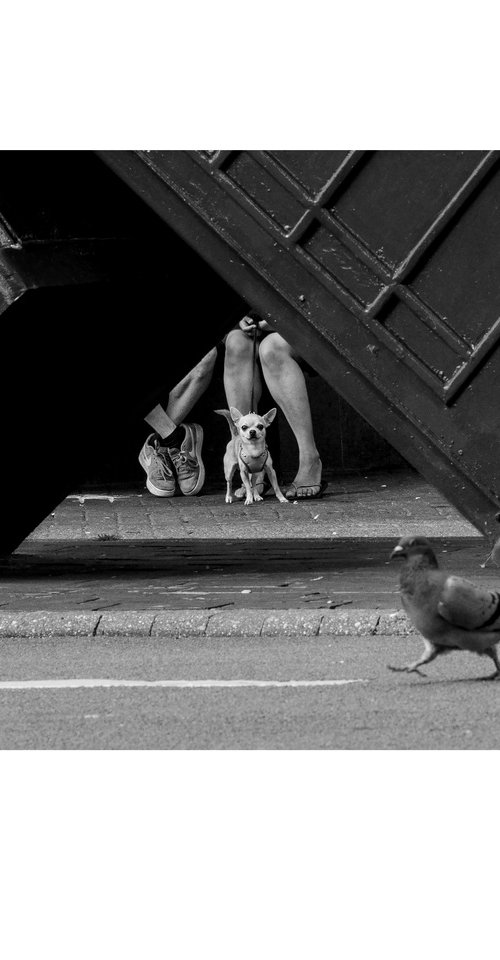 DOG & ROLL by Pawel Zoladek