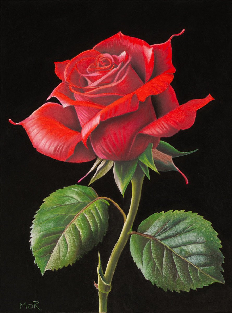 Photorealistic Still Life Pastel Drawing By Dietrich Moravec, 12 X 16, A Rose Is A Rose Is A Rose, Original Artwork