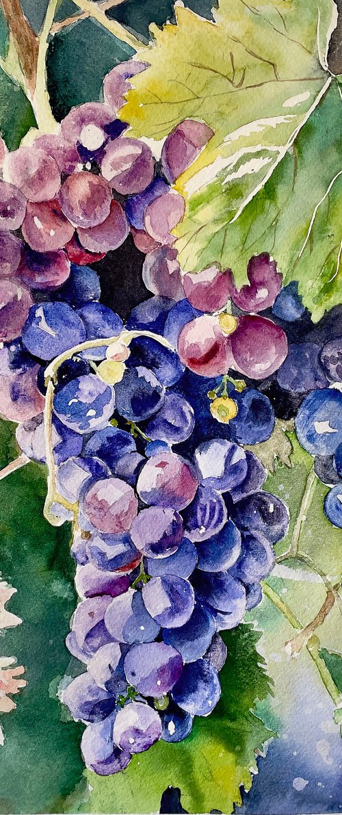 Vivid Grapes by Irina Kurganskaya