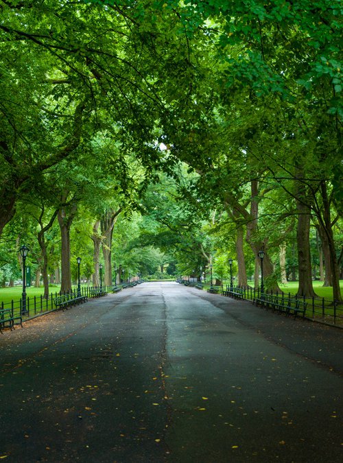 CENTRAL PARK - LITERARY WALK by Harv Greenberg