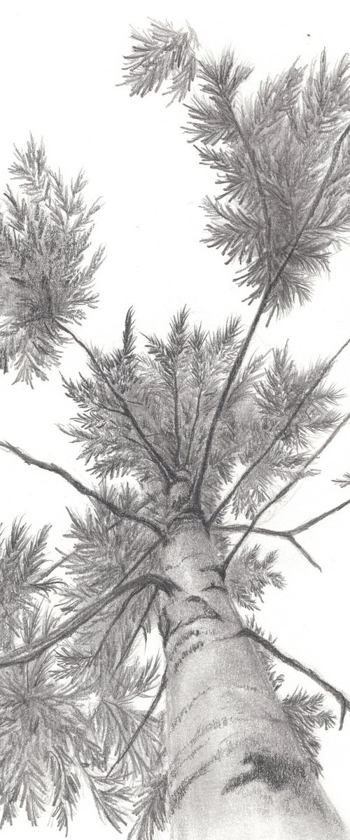 Longleaf Indian Pine Tree by Shweta  Mahajan